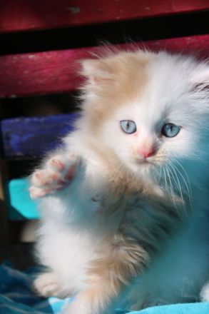 Sibirische Waldkatzen, Kitten, Katzenbaby, Kater, Katze