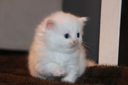 Sibirische Waldkatzen, Kitten, Katzenbaby, Kater, Katze