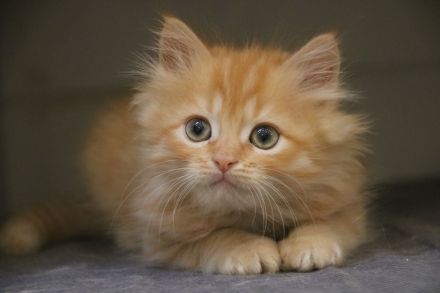 Sibirische Waldkatzen, Kitten, Katzenbaby, Kater, Katze