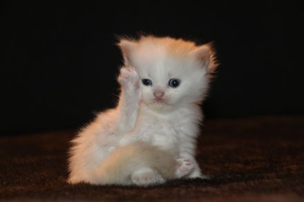 Sibirische Waldkatzen, Kitten, Katzenbaby, Kater, Katze