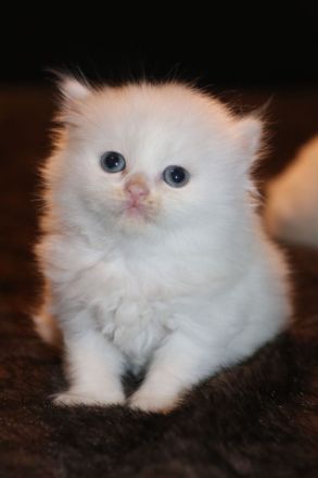 Sibirische Waldkatzen, Kitten, Katzenbaby, Kater, Katze
