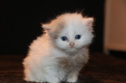 Sibirische Waldkatzen, Kitten, Katzenbaby, Kater, Katze