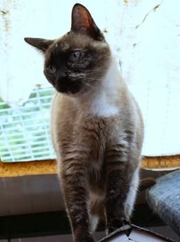 Cilantro, Einzelprinzessin