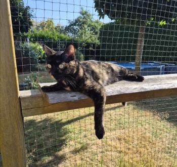 Meiga und Timido, FelV positiv