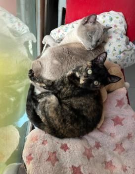 Meiga und Timido, FelV positiv