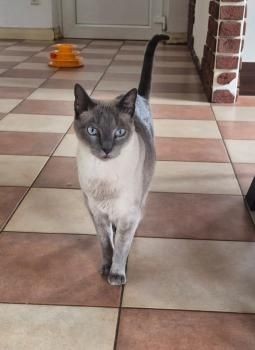 Meiga und Timido, FelV positiv