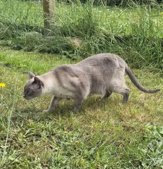 Meiga und Timido, FelV positiv