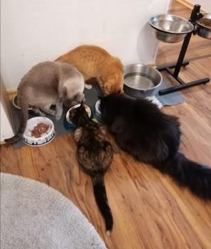 Meiga und Timido, FelV positiv