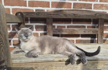 Meiga und Timido, FelV positiv