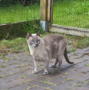 Meiga und Timido, FelV positiv