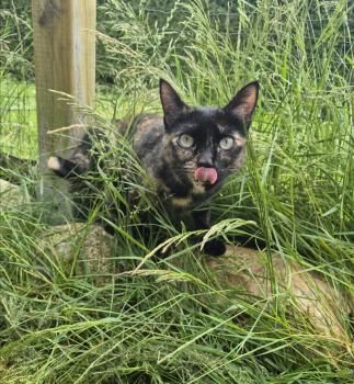 Meiga und Timido, FelV positiv