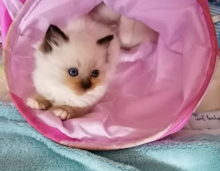 Bildschöne Ragdoll - Sibirische Mischlingskitten in Tortie Bicolor Red Mink Seal große Blaue Augen