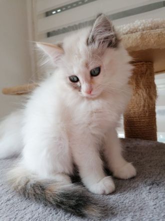 Bildschöner Ragdoll Mix Junge, selten Chimäre Seal Tortie Lynx Mädel, Blaue Augen