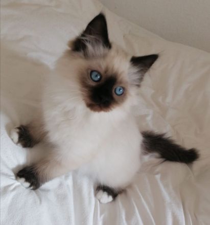 Bildschöner Ragdoll Mix Junge, selten Chimäre Seal Tortie Lynx Mädel, Blaue Augen