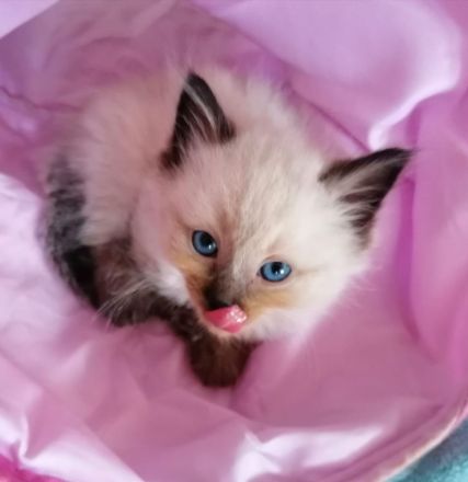 Bildschöne Ragdoll - Sibirische Mischlingskitten in Tortie Bicolor Red Mink Seal große Blaue Augen