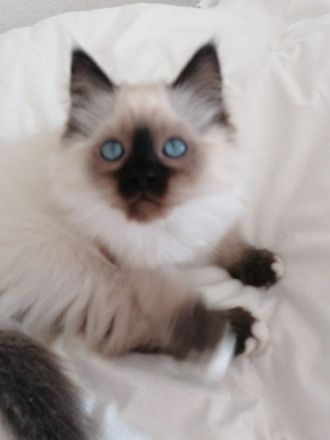 Bildschöner Ragdoll Mix Junge, selten Chimäre Seal Tortie Lynx Mädel, Blaue Augen