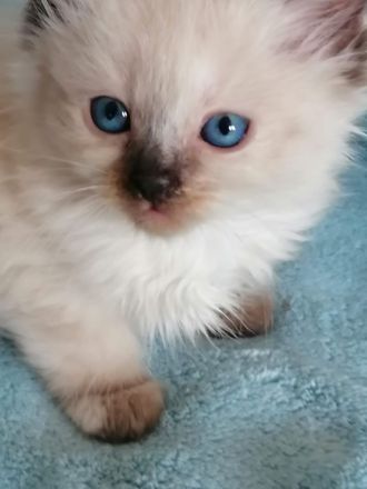 Bildschöne Ragdoll - Sibirische Mischlingskitten in Tortie Bicolor Red Mink Seal große Blaue Augen