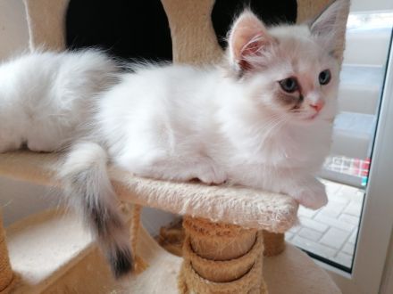 Bildschöner Ragdoll Mix Junge, selten Chimäre Seal Tortie Lynx Mädel, Blaue Augen