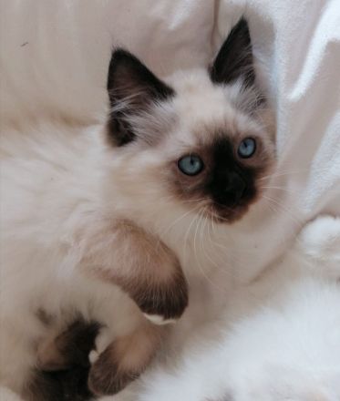 Bildschöner Ragdoll Mix Junge, selten Chimäre Seal Tortie Lynx Mädel, Blaue Augen
