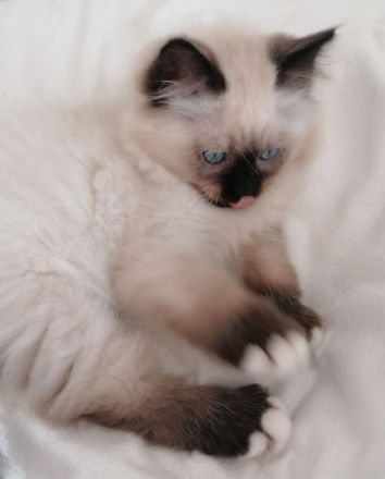 Bildschöner Ragdoll Mix Junge, selten Chimäre Seal Tortie Lynx Mädel, Blaue Augen