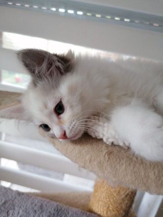 Bildschöner Ragdoll Mix Junge, selten Chimäre Seal Tortie Lynx Mädel, Blaue Augen