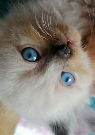 Bildschöne Ragdoll - Sibirische Mischlingskitten in Tortie Bicolor Red Mink Seal große Blaue Augen