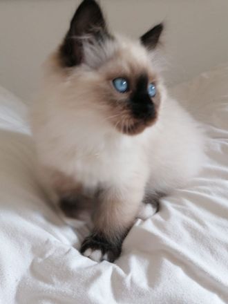 Bildschöner Ragdoll Mix Junge, selten Chimäre Seal Tortie Lynx Mädel, Blaue Augen