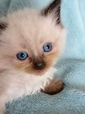Bildschöne Ragdoll - Sibirische Mischlingskitten in Tortie Bicolor Red Mink Seal große Blaue Augen