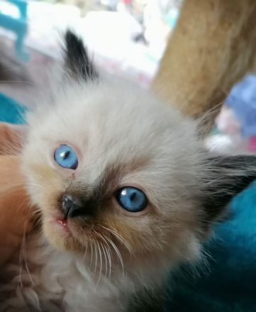 Bildschöne Ragdoll - Sibirische Mischlingskitten in Tortie Bicolor Red Mink Seal große Blaue Augen