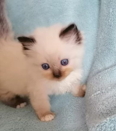 Bildschöne Ragdoll - Sibirische Mischlingskitten in Tortie Bicolor Red Mink Seal große Blaue Augen