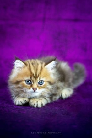 Nur noch 2! BLH Kitten mit Stammbaum, gechipt, voll geimpft