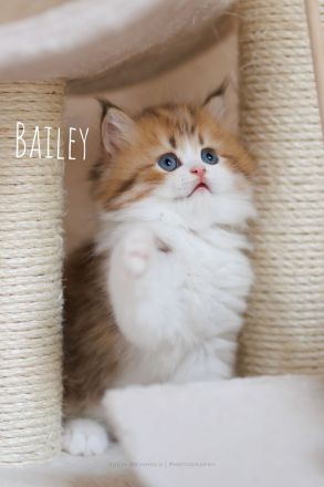 Noch 3 reinrassige männliche BLH Kitten mit Stammbaum, gechipt, voll geimpft