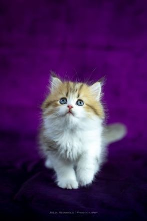 Nur noch 2! BLH Kitten mit Stammbaum, gechipt, voll geimpft