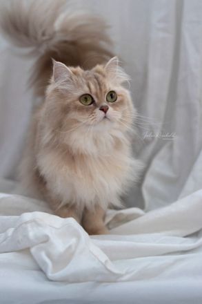 Noch 3 reinrassige männliche BLH Kitten mit Stammbaum, gechipt, voll geimpft
