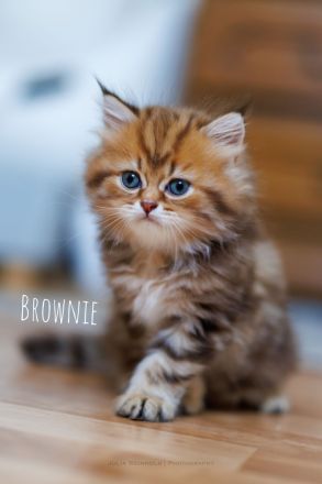 Noch 3 reinrassige männliche BLH Kitten mit Stammbaum, gechipt, voll geimpft