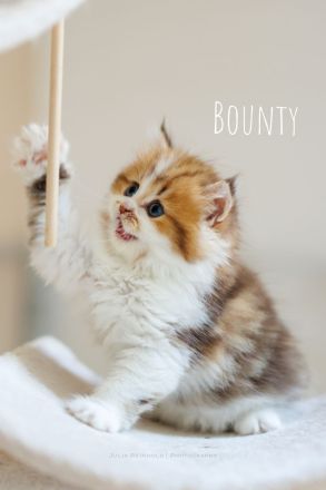 Noch 3 reinrassige männliche BLH Kitten mit Stammbaum, gechipt, voll geimpft