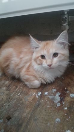 Maine-coon mixe