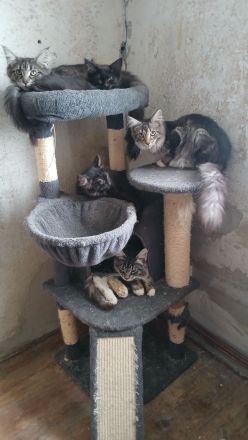 Maine-coon mixe