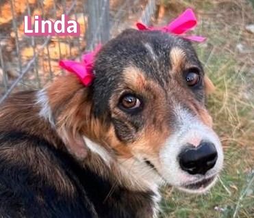 Linda, 03/26 - bezauberndes Mädel sucht Familie