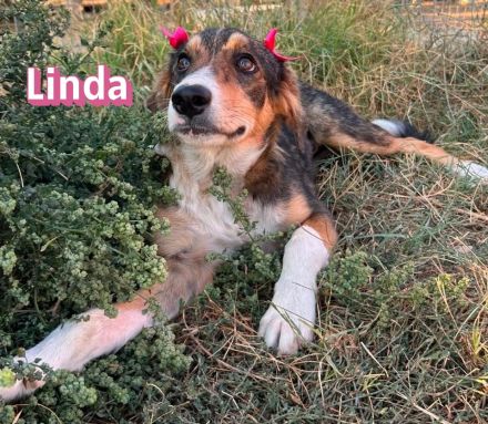 Linda, 03/26 - bezauberndes Mädel sucht Familie