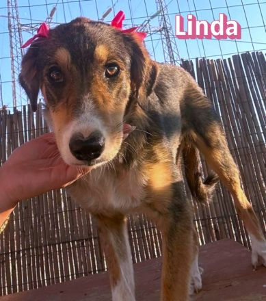 Linda, 03/26 - bezauberndes Mädel sucht Familie