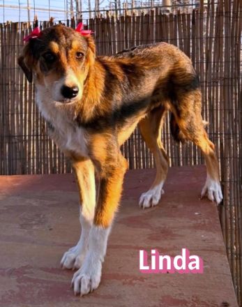 Linda, 03/26 - bezauberndes Mädel sucht Familie