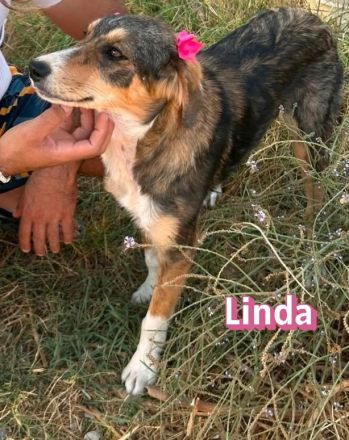 Linda, 03/26 - bezauberndes Mädel sucht Familie