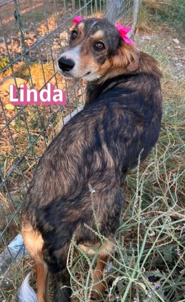 Linda, 03/26 - bezauberndes Mädel sucht Familie