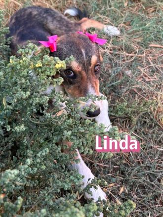 Linda, 03/26 - bezauberndes Mädel sucht Familie