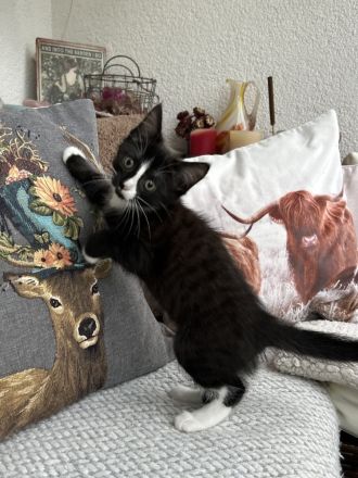 Bezaubernde Maine Coon Mix Kätzchen