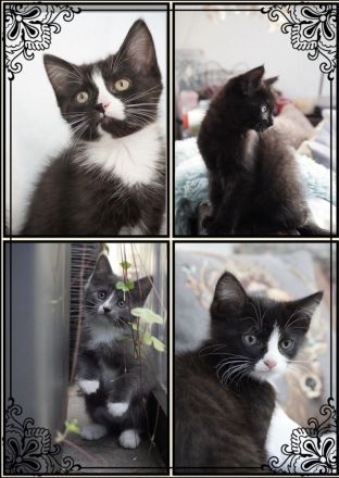 Bezaubernde Maine Coon Mix Kätzchen