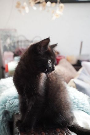Bezaubernde Maine Coon Mix Kätzchen