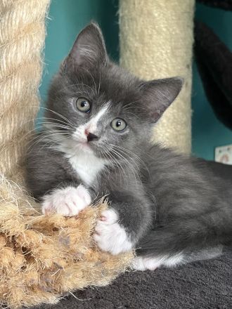 Bezaubernde Maine Coon Mix Kätzchen