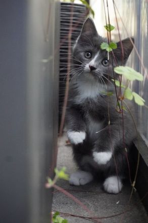 Bezaubernde Maine Coon Mix Kätzchen